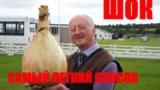 КАК САЖАТЬ ЛУК СЕВОК / САМЫЙ ЛЕГКИЙ / ПРОВЕРЕННЫЙ ПОКОЛЕНИЯМИ СПОСОБ/HOW TO BREAK ONIONS