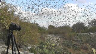 Bracken Bat Cave 09-11-11