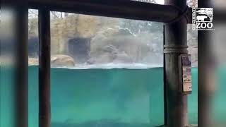 Hippo Fiona Being Crazy - Cincinnati Zoo