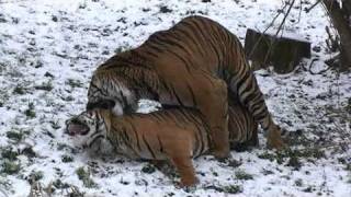 Tiger's matting. Тигры - брачный день!