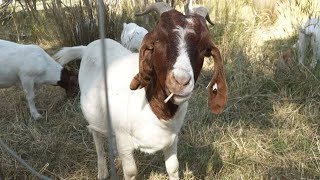 The world's best weedkiller: Goats