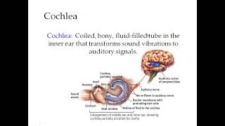 Sensation and Perception   Hearing