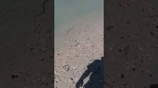 SNAKE IN THE WATER