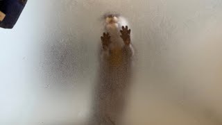 お風呂のドアをカキカキして飼い主を呼びつけるカワウソ otter prompts its owner by touching the bathroom door