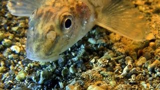 Fishing: Gudgeon underwater. Рыбалка: пескарь под водой. / Gründling