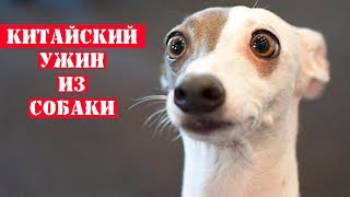 ФЕСТИВАЛЬ ПОЕДАНИЯ СОБАК И СОБАЧЬЕГО МЯСА В КИТАЕ, YULIN