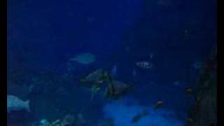 Fish-The Company.
