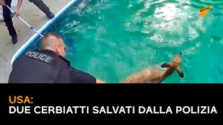 USA: due cerbiatti salvati dalla polizia
