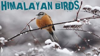 ||Himalayan Birds|| Kinnaur HP