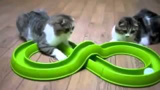 Приколы с животными, кошками, собаками Fun with animals 2
