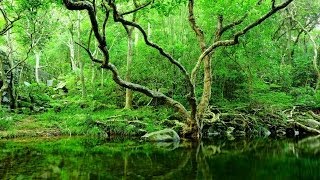 Bruits de la forêt et les oiseaux - "Musique" relaxante