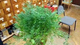 Укроп под Фито лампой, красиво удобно, полезно