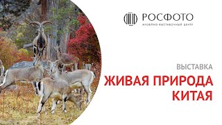 Выставка «Живая природа Китая»