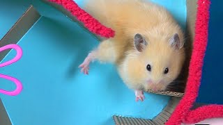 Hamster Easter Egg Hunt - Rabbit Maze!