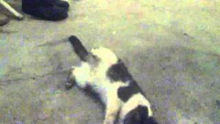 Кошка после наркоза / cat wakes up after anesthesia (Juice-Team!)