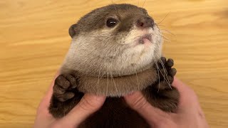 短足すぎて違う生き物のようになってしまったカワウソ Otter with legs too short to be a different creature