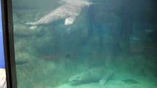 Mating Walruses