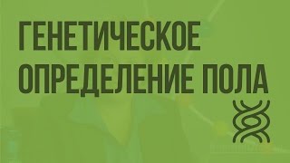 Генетическое определение пола. Видеоурок по биологии 10 класс
