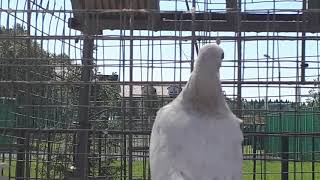 Сиалкотские пакистанские голуби  +79255022509
