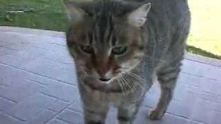 My cat farts!!! ( silly )