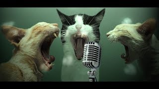 КОТЯТА ПРИКОЛЬНО ПОЮТ|Я РЖАЛ ПОЛЧАСА!!!|Приколы про котов|FUNNY CATS|Смешные кошки|Anna Kazakova
