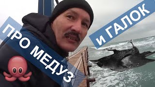 #МЕДУЗЫ и ГАЛКИ ? ОНИ ГИБНУТ? Анапа: море, пляж зимой. Что я нашёл в Детском парке?