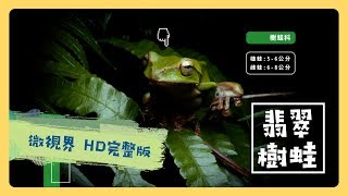 公視 《台灣特有種》微視界HD版 Episode#2 翡翠樹蛙