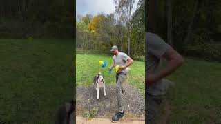 Next Level Dog Toy!