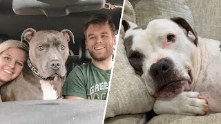 120-pound dog has the best response to family bringing home a shelter dog