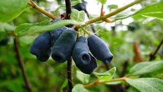 Вегетативное размножение жимолости съедобной / Vegetative reproduction edible honeysuckle