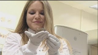 Forscher züchten Stammzellen in lebenden Mäusen - science