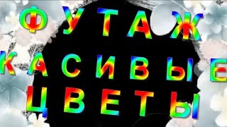 Футаж footages красивые цветы. Футажи для видеомонтажа в HD. Скачать БЕСПЛАТНО