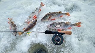 Открытие сезона 2018! Клёв пассивного окуня...