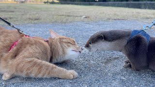 みんなで外にお出かけしてルンルンなカワウソと猫 An otter and a cat are happy to go outside together.