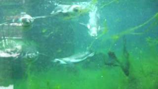 Pinguine im Dresdner Zoo