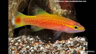 Most Expensive Tropical Fishes Ever Sold