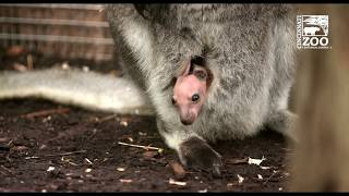 Baby Wallaby Takes a Look Out of its Pouch - Cincinnati Zoo