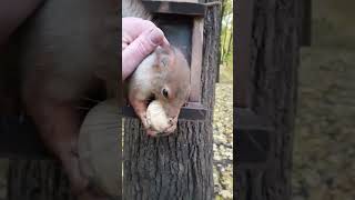 Удалось погладить белку / I managed to stroke a squirrel