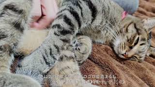 喘息発症中の苦悩 猫を可愛がると… cat vs asthma #cat #猫 #保護猫
