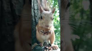 Едим орешек / Eating a nut