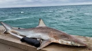 Catch and Cook SHARK! Eating The Oceans Toughest Predators!