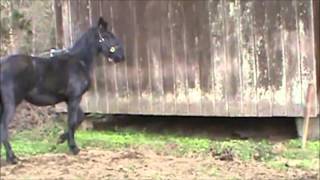 tianna 7 mos video