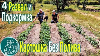 ???? Посадка картофеля без полива в жаре и засухе ⯇4⯈ Мульчирование вразвал с подкормкой