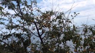 Crimea.Gurzuf.Музей.Чехова.А.П.Бухта- уголок отдыха.Пляж.