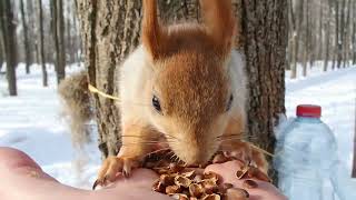 Не ожидал встретить Длинноухого / I didn't expect to meet a Long-eared