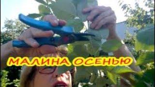 МАЛИНА ОСЕНЬЮ: УХОД, ОБРЕЗКА, ПОДКОРМКА