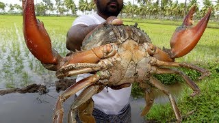 #Live Big Crabs Fastest Cleaning and Cutting | Crab Cutting Technique | my3 street food