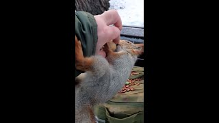 Ещё про орех и знакомую ловкую белку / More about a nut and a familiar agile squirre