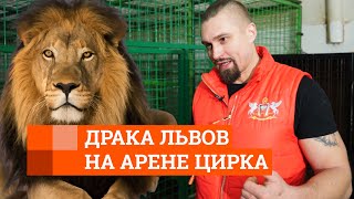 Дрессировщик — о драке львов в Екатеринбургском цирке | E1.RU