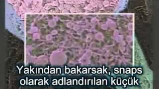 Korteks ve Nöronlar